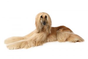 Afghan hound resting after running up to 40 mph