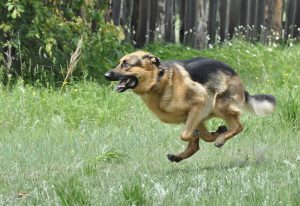 german shepherd running fast