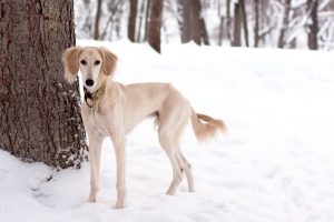 saluki dog quickly running in snow