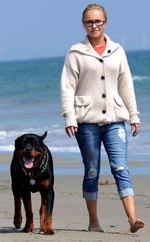 TV celebrity Hayden Panettiere walking with rottweiler on beach