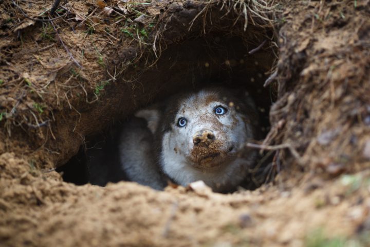 Why Do Dogs Dig Holes And Lay In Them?