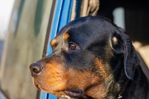 example of a sad rottweiler