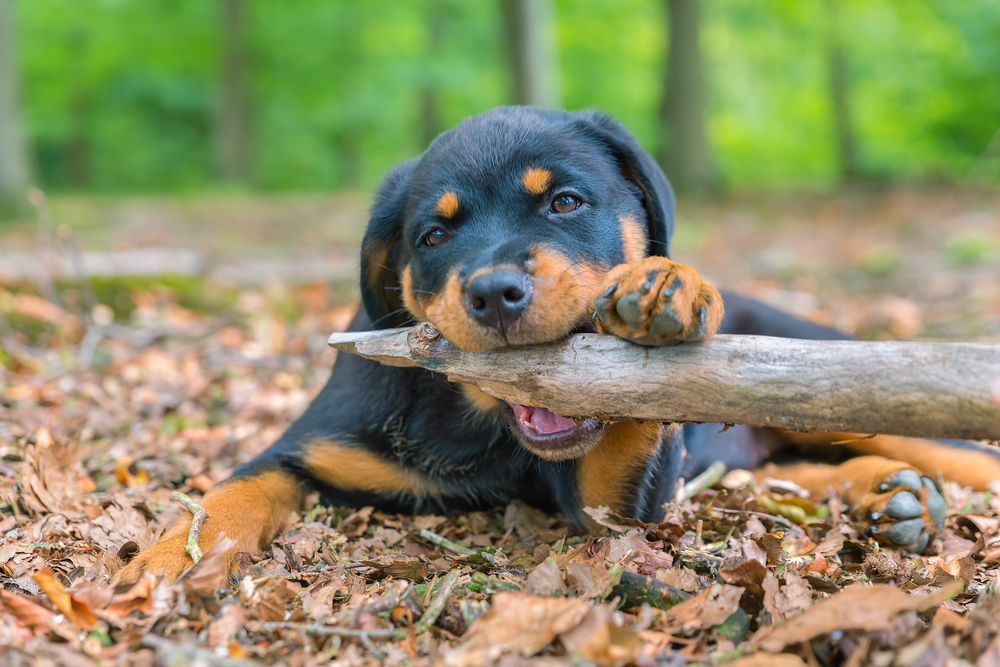 What is a Rottweiler’s Bite Force?