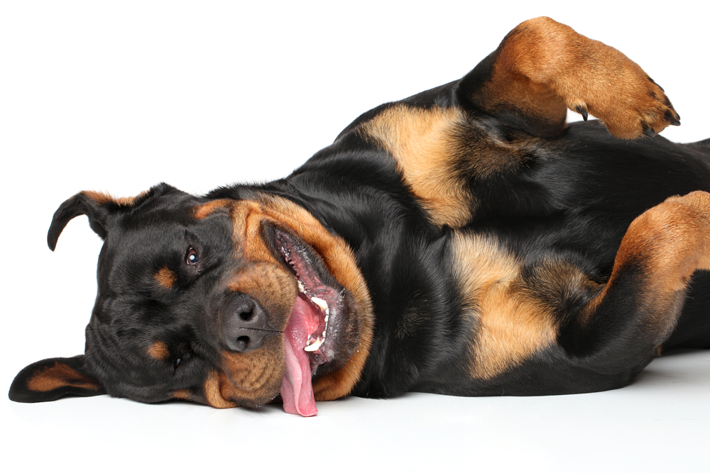 why do Rottweilers lean on your