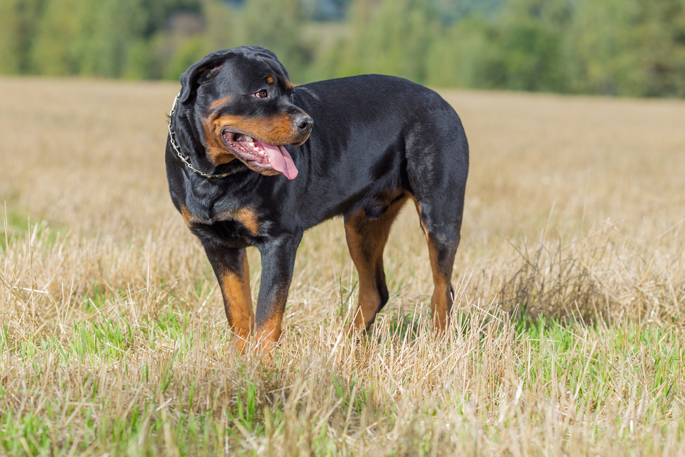 Why do Rottweilers get Their Tails Docked?
