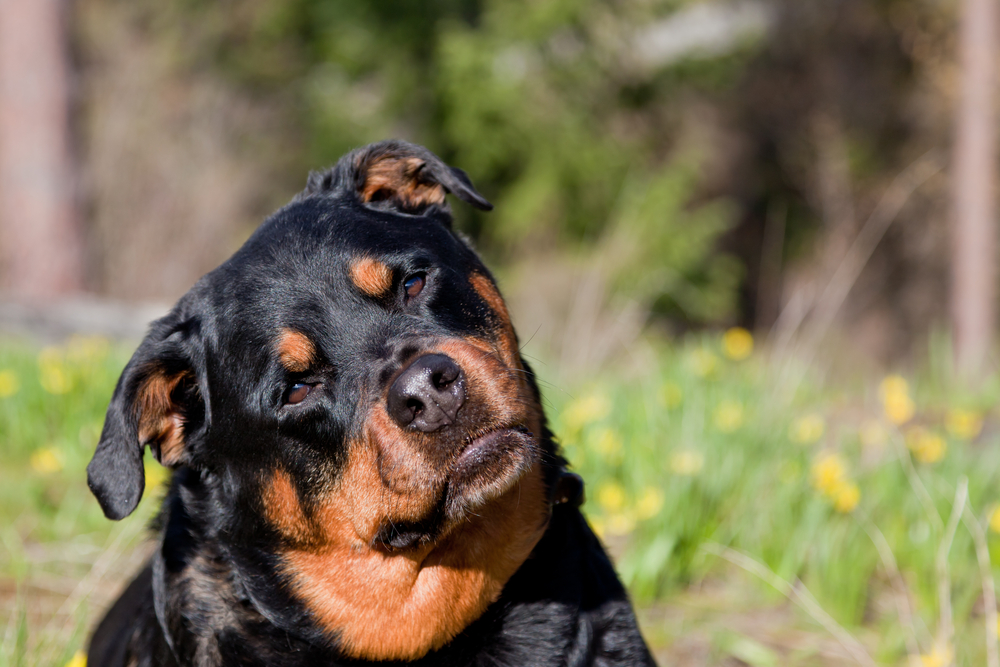 how to stop your Rottweiler from shedding so much