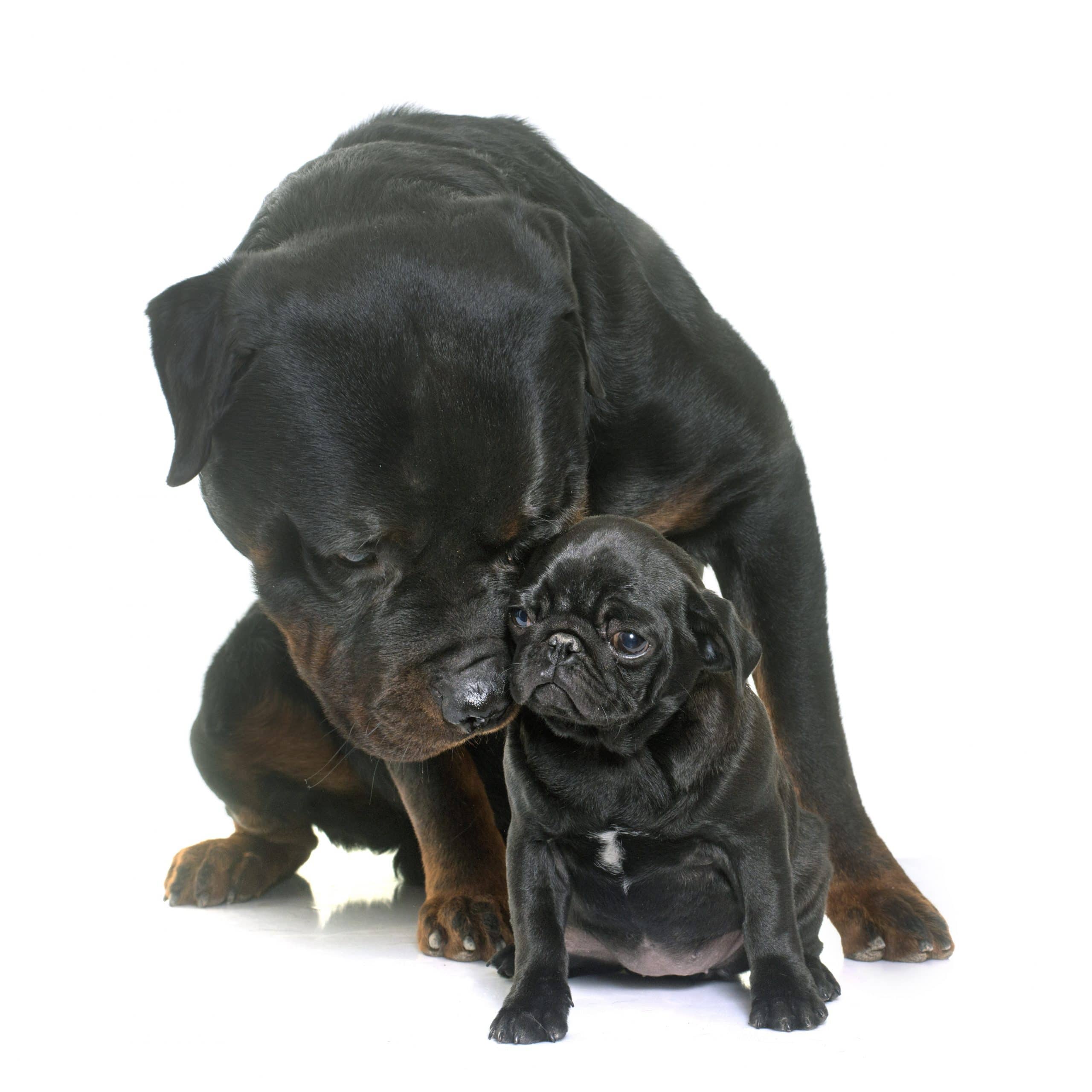 Do Rottweilers and Pugs Get Along? - (Answered & Explained)