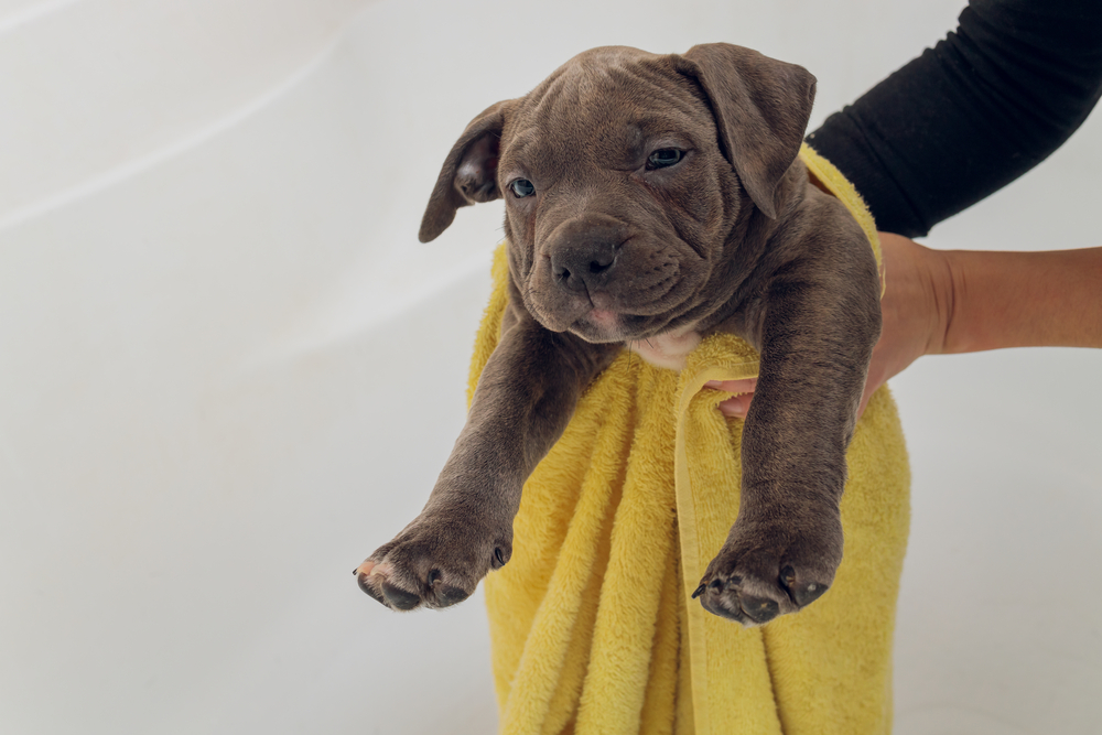 Are Pitbulls Hypoallergenic? - (Answered & Explained)