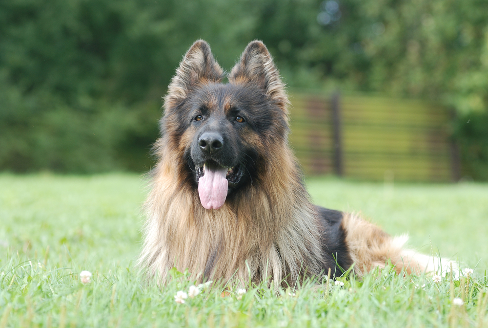 Long-haired German Shepherd Dog Breed Info, Pictures, Traits & Facts |  Hepper