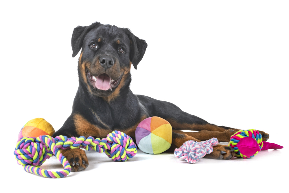 Best Dog Toys for Rottweilers