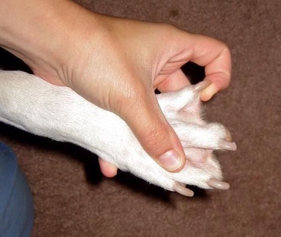 catahoula showing webbed feet up to toes