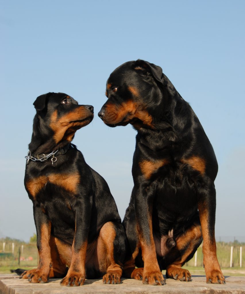 Rottweiler Growth Chart - (Everything You Need To Know)
