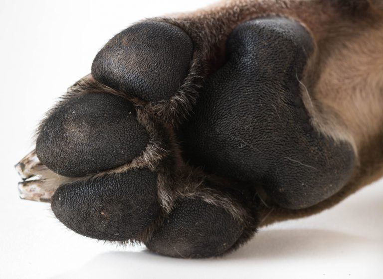 pitbull webbed feet