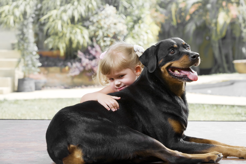 Do Rottweilers Bond with One Person