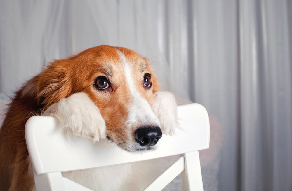 How Long Can Dogs Hold Their Pee? - (10 Factors)