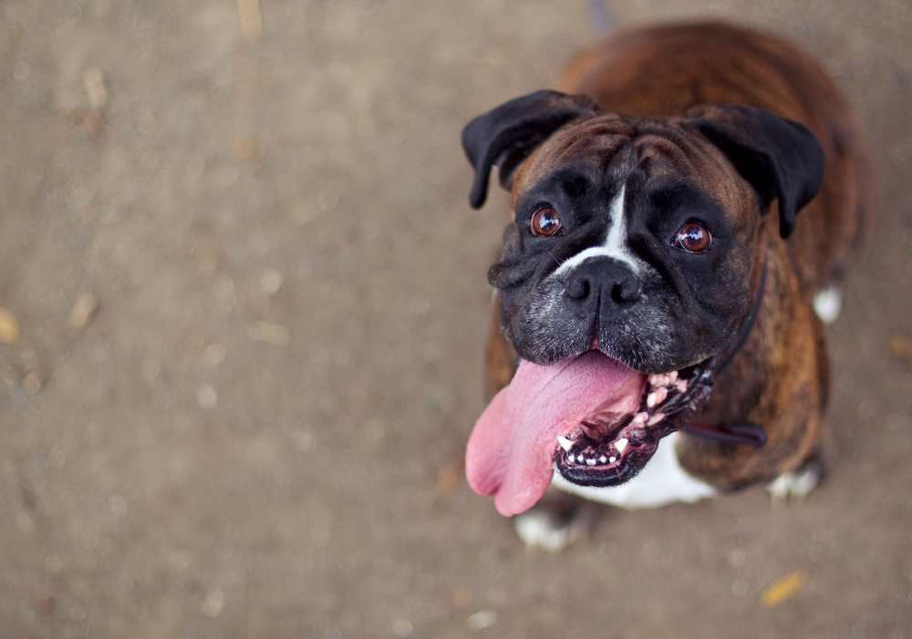 How to Stop Boxers from Shedding So Much
