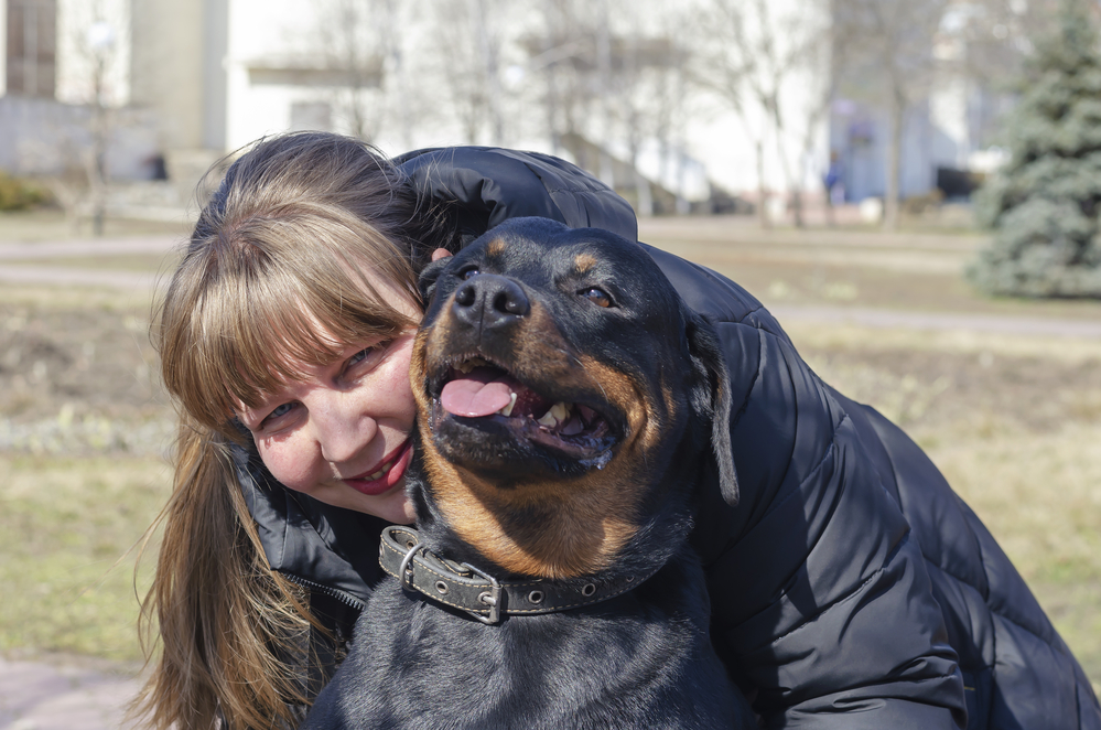 Why Does My Rottweiler Sit on Me? - (5 Reasons Explained)