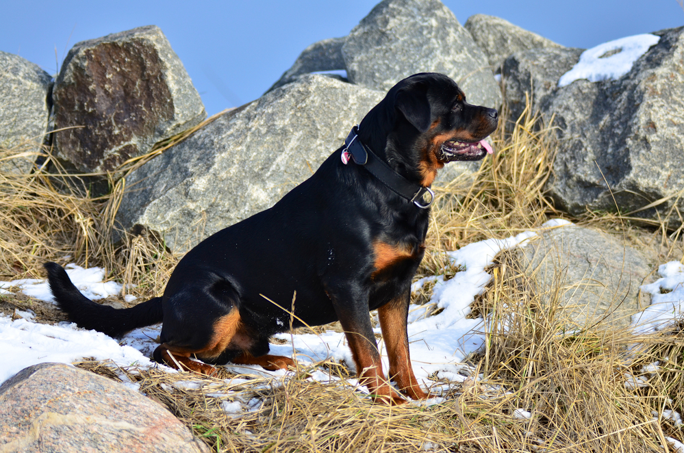 rottweiler helping search and rescue mission in tough terrain