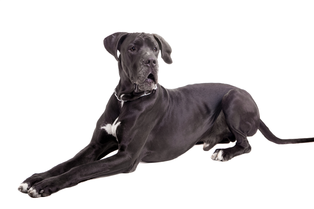 How To Discipline a Great Dane