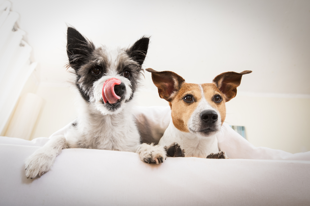 two dogs starting to lick sheets