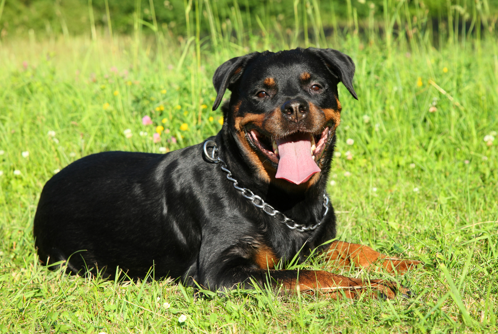 rottweiler happy but panting a lot