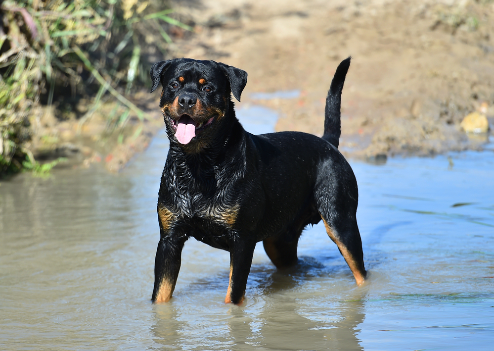 athletic rottweilers running through water