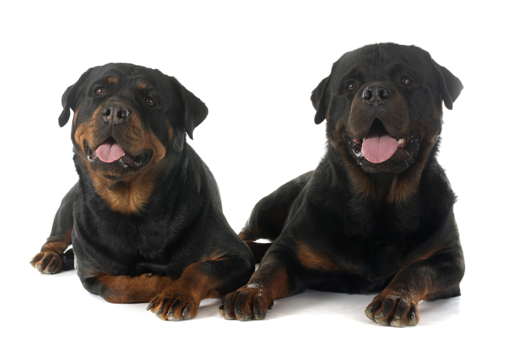 Should You Get Two Rottweilers at Once