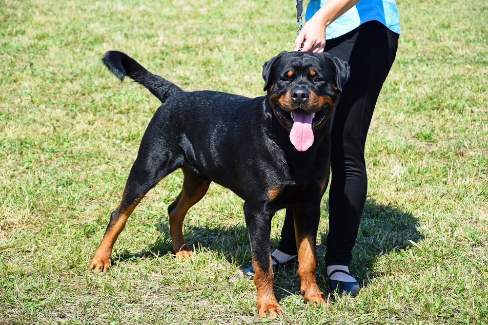 working rottweiler waiting for his next job