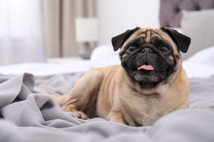 Why Does My Dog Lick The Bed? - (8 Reasons Explained)