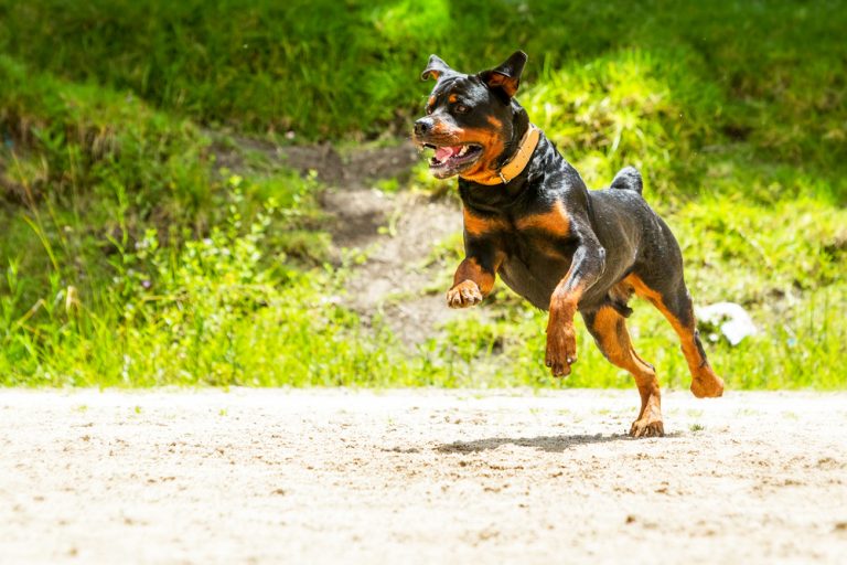 How Much Exercise Do Rottweilers Need? - (Answered)