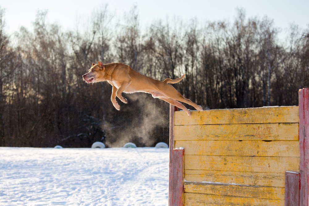 16 dog breeds that can jump the highest