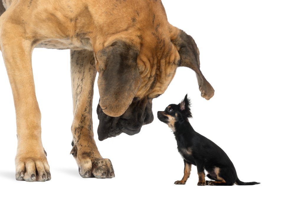 Are Great Danes and Chihuahuas The Same Species?