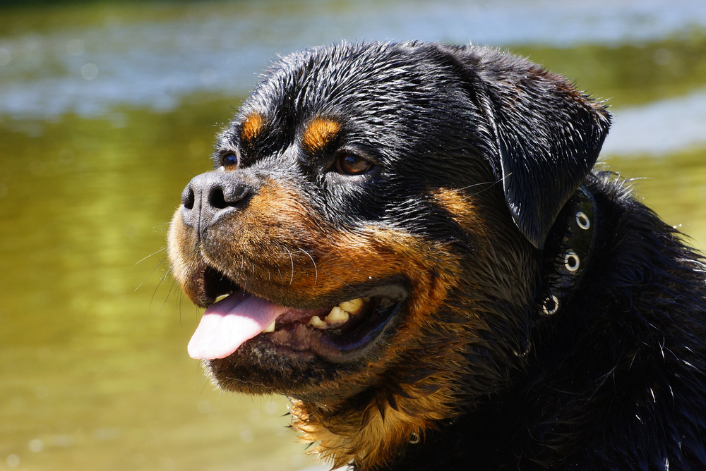 do Rottweilers point