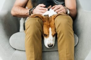 Why Does My Dog Sleep Between My Legs