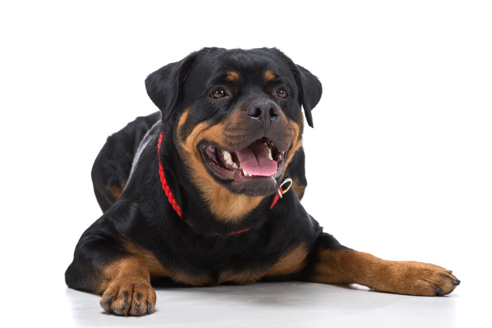 rottweiler breed information and personality