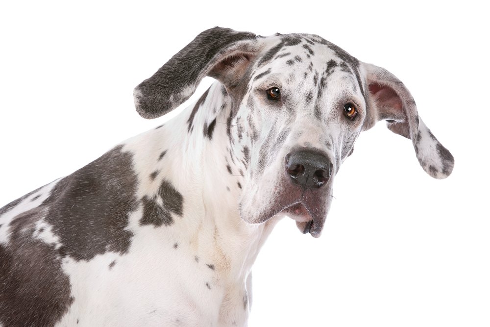 Are Great Danes From Denmark