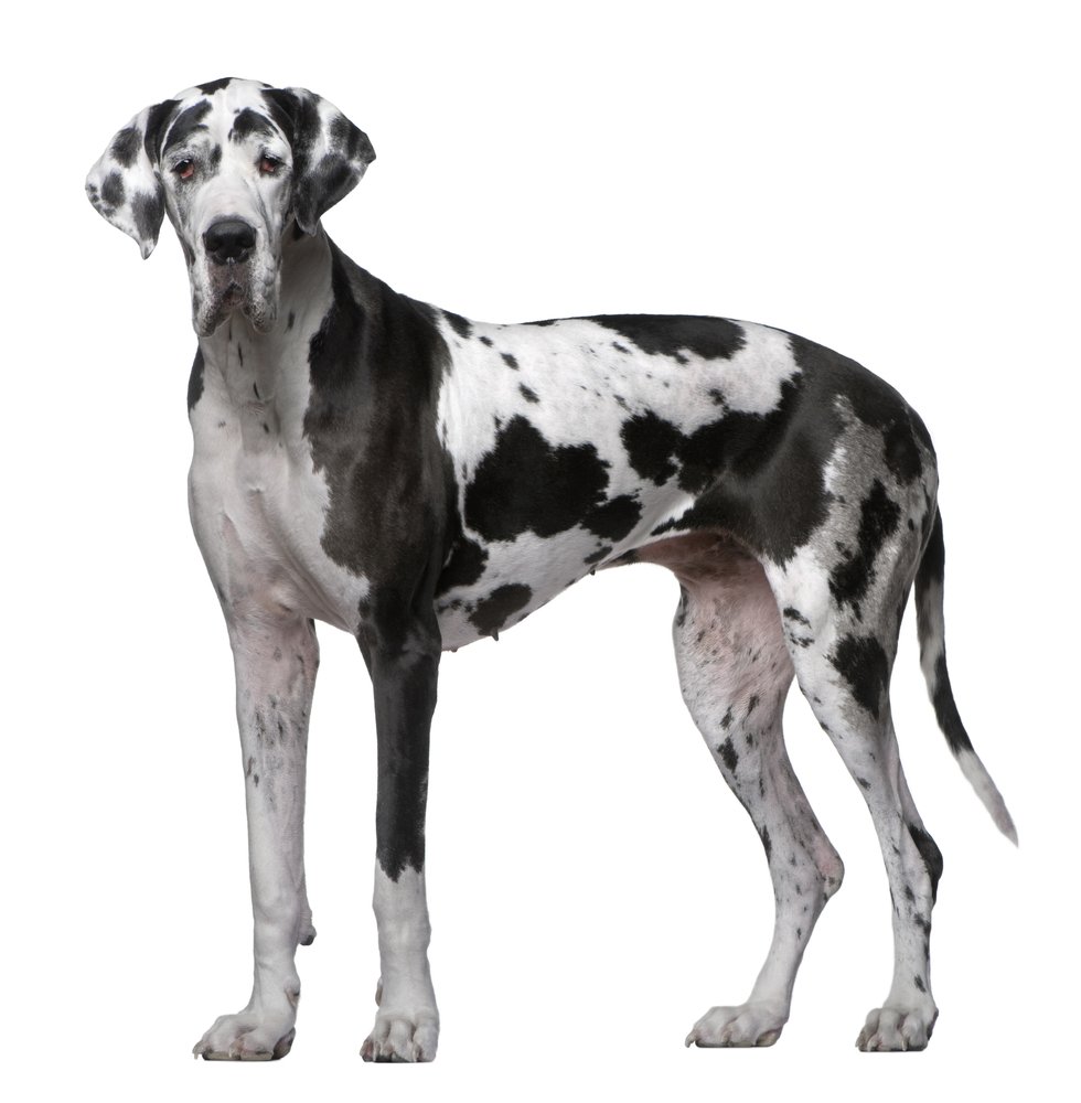 Are Great Danes and Dalmatians Related