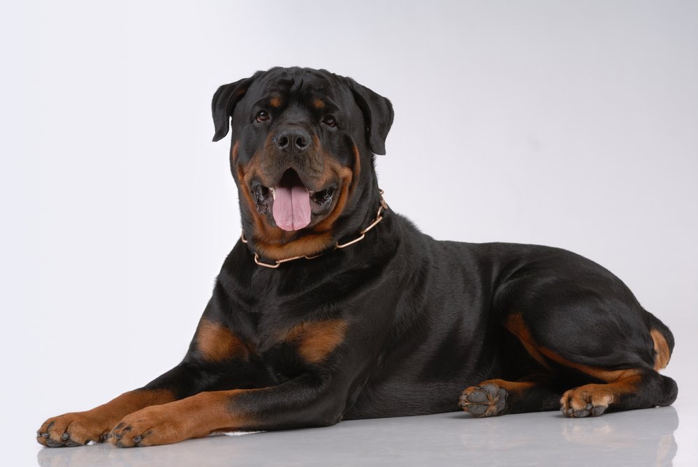 Best Crates For Rottweilers