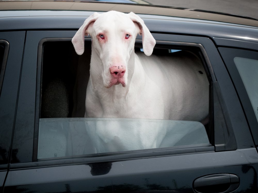 Can Great Danes Fit In Cars?