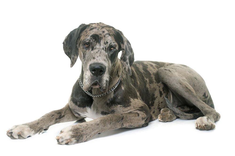 Can Great Danes Use Stairs?