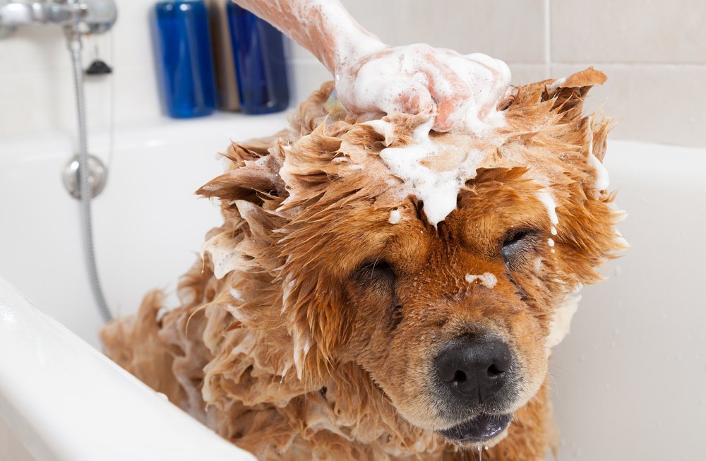 Why Is My Dog Depressed After Grooming? - (5 Reasons)