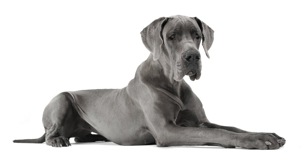 6 Best Elevated Food Bowls for Great Danes