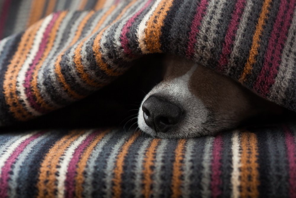 why do pitbulls like to sleep under blankets