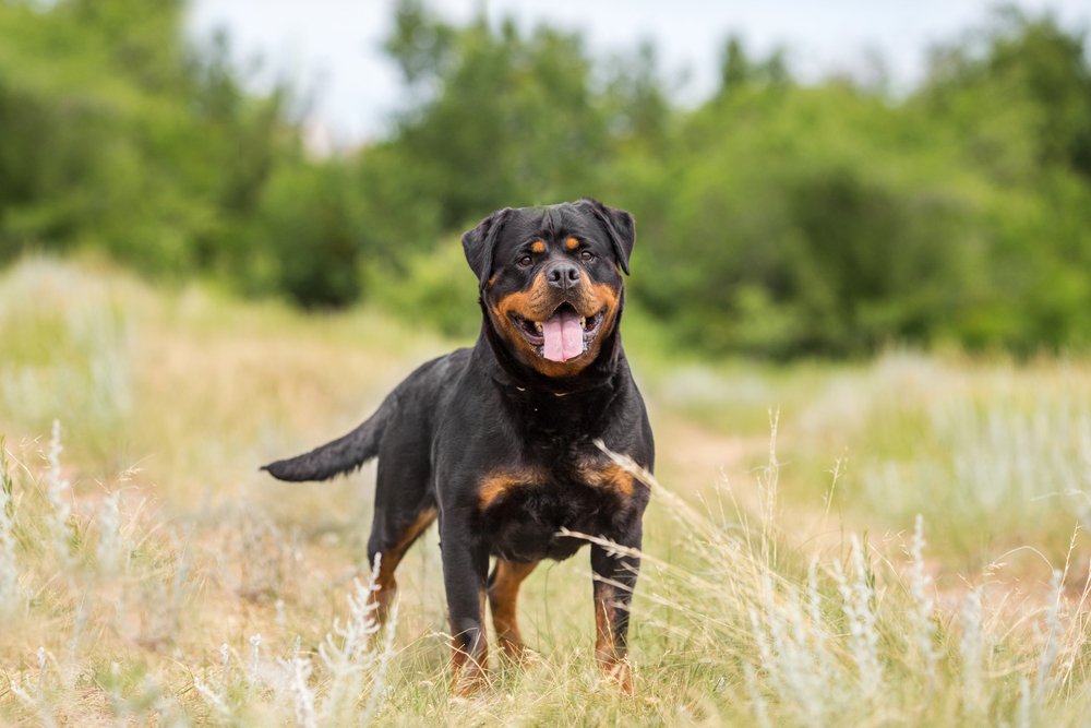 Can Rottweilers lock their jaws?