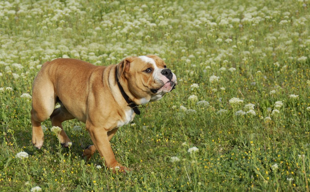 Do English Bulldogs Make Good Guard Dogs? - (Explained)