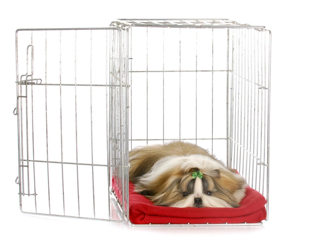 Should I Keep My Dog's Crate in the Living Room or the Bedroom?