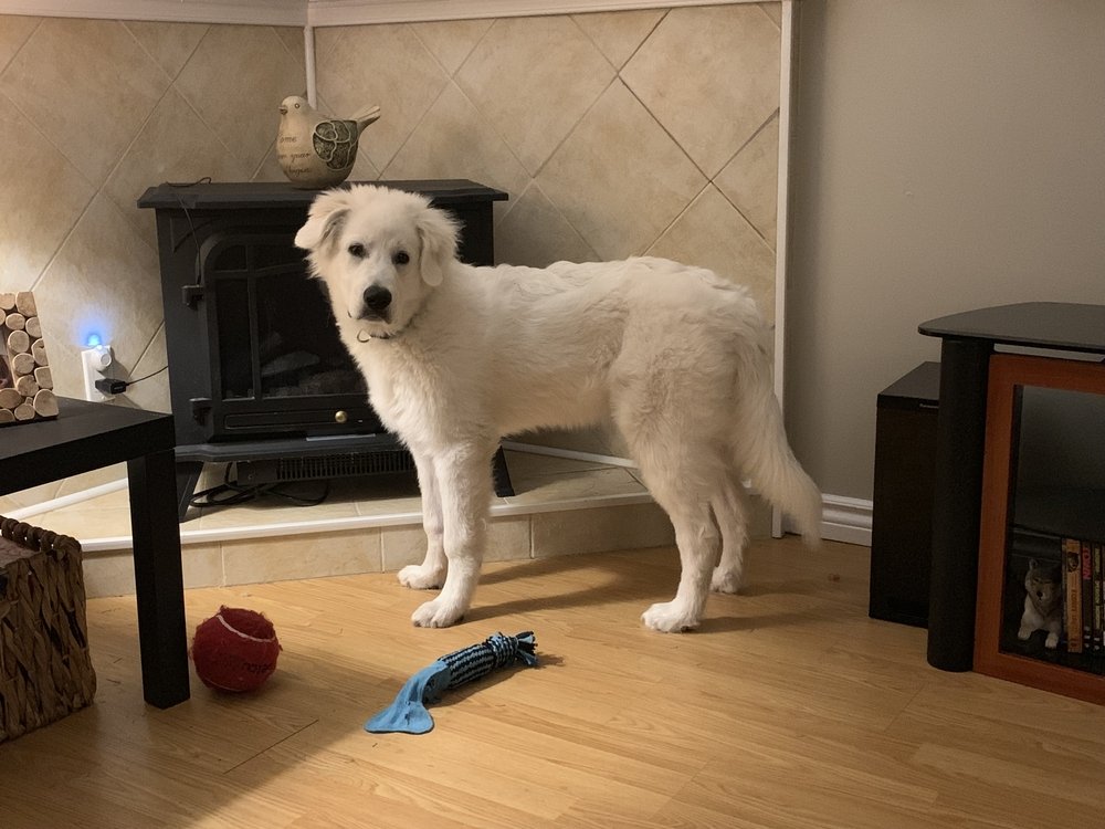 do great pyrenees shed