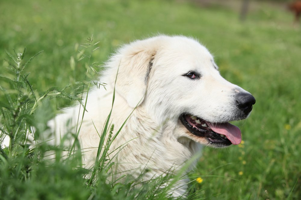 How Do Great Pyrenees Show Affection?