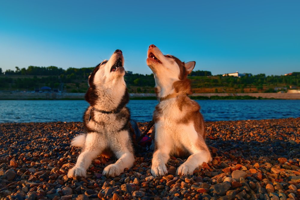 Why Are Huskies So Vocal? - (Answered & Explained)