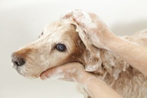 can you use human dandruff shampoo on a dog